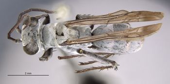 Media type: image;   Entomology 10004 Aspect: habitus dorsal view